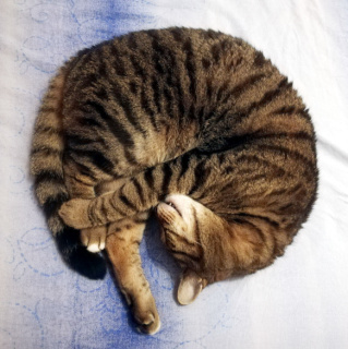 Sleepinng cat